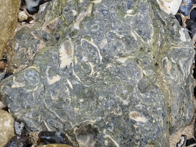 Calcaires à huîtres thanétiens éboulés sur l'estran