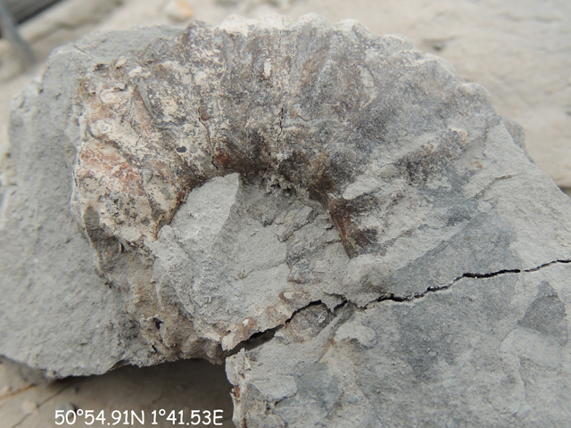 Ammonite dégagée