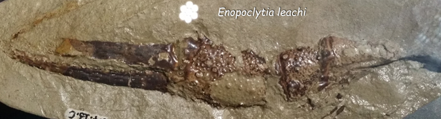 Enopoclytia - coll. Lepage