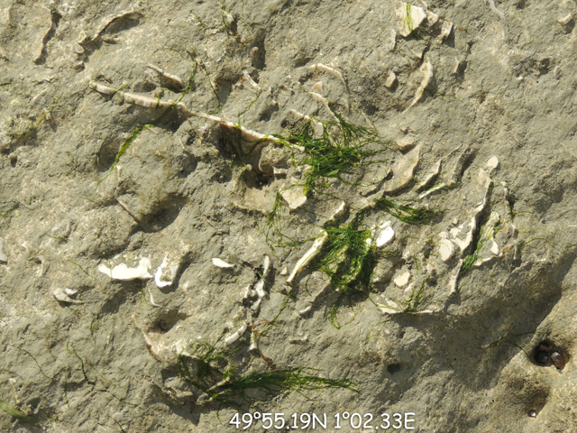 Surface du platier avec accumulation de débris d'inocérames, au-dessus du HG Anvil