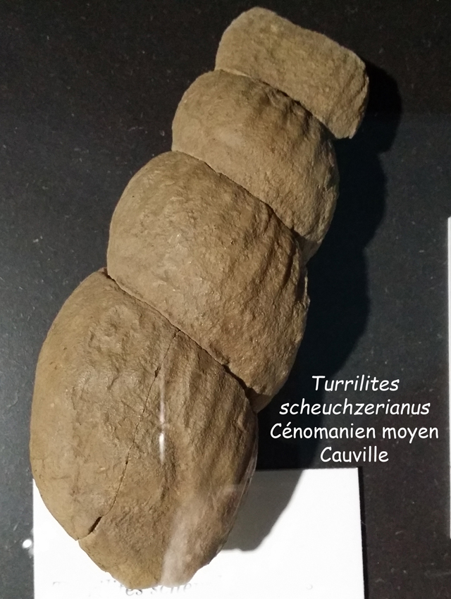 Turrilites scheuchzerianus - coll. Lepage