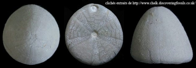 Conulus albogalerus (x1,4) , cliché extrait du site web chalk.discoveringfossils.co.uk