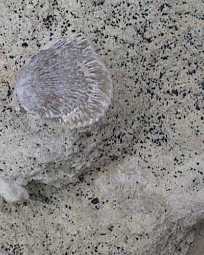 Craie glauconieuse fossilifère