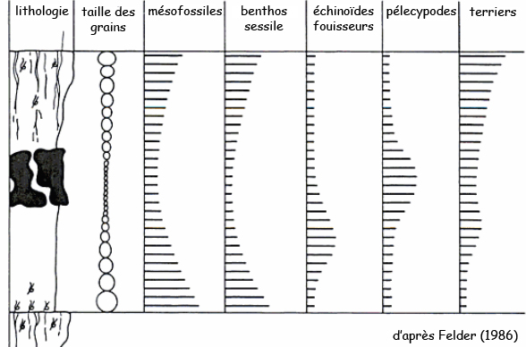 Caractéristiques du cycle élémentaire dans le Maastrichtien du Limbourg, d'après Felder (1986)