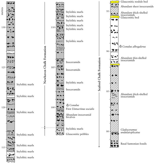Partie édiane de la coupe de Whitecliff, extrait modifié de Mortimore et al., 2001