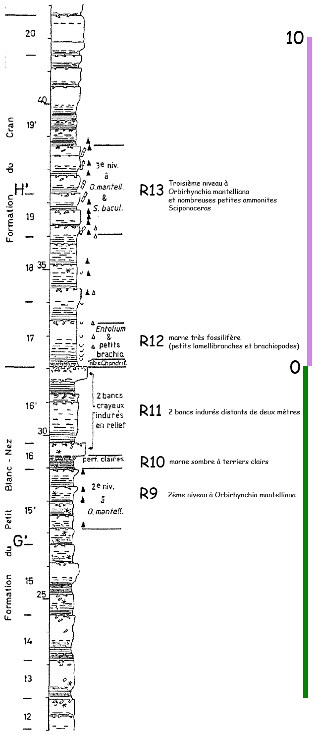 Lithostratigraphie de la partie moyenne du Cénomanien du Blanc-Nez, d'après F. Amédro et F. Robaszynski (2002), modifié